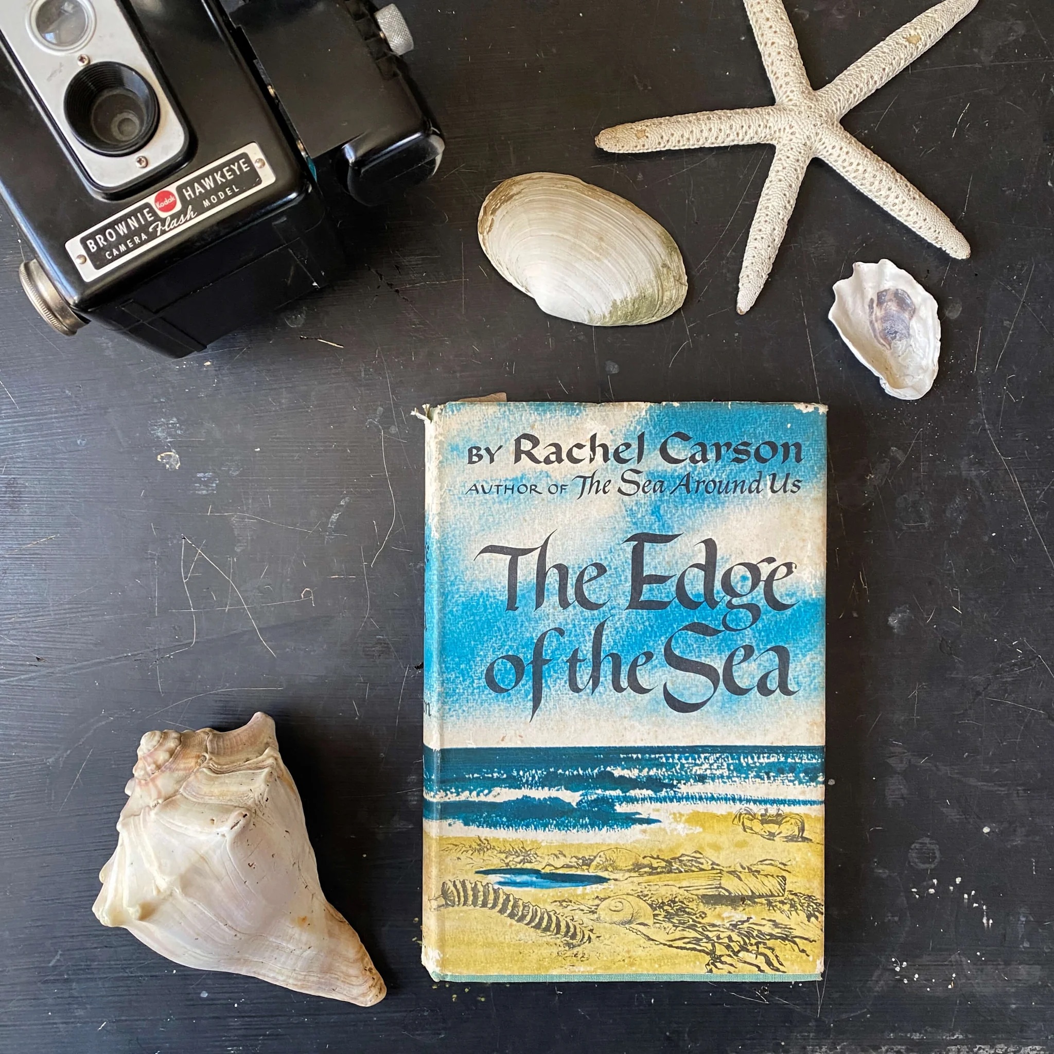 the book 'The Edge of the Sea' by Rachel Carson, next to seashells, starfish, and a vintage camera